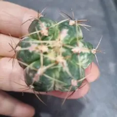 ◇◇　サボテン　海王丸錦　◇◇　カット苗のサムネイル