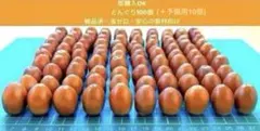 どんぐり 300個 採取 水洗い 煮沸処理 陰干し 砲弾型 磨き 即日発送