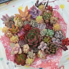 多肉植物カット苗セット寄せ植え用詰め合わせ多肉弁当⸜❤︎⸝青ꕀ♡