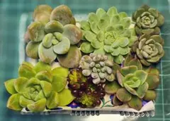 エケベリア 寄せ植え ドリームバタフライ ボールオブファット