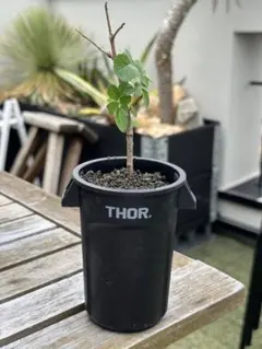 ペラルゴニウム ミラビレ THOR鉢 塊根植物 - メルカリ