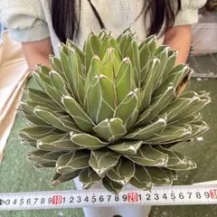 961 アガベ ビクトリアレジーナ 笹ノ雪 極上斑 超大株 - メルカリ
