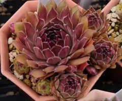Pepito Sempervivum センペルビブム - メルカリ