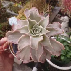 メルカリ便　マディババンプ 2025年最新】マディバ バンプの人気アイテム - メルカリ