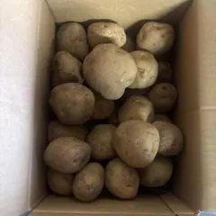 ジャガイモ とうや 20kg 北海道産 - メルカリ
