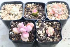 ハ*ル様 多肉植物5品種セット（品名は商品の説明欄に記載）