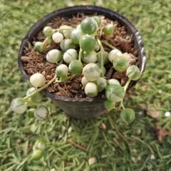 新春セール♪斑入りグリーンネックレス　マーブルネックレス錦　セダム　鉢内全て⑤