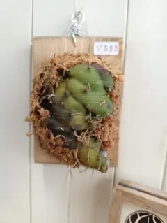 2026年最新】レカノプテリスの人気アイテム - メルカリ