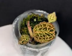 宝石蘭 ✾✾Anoe.albo 'Lady's Best Friend'✾✾