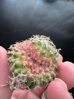 【サボテン_スイコウカン】 翠晃冠 錦 綴化 特選 _14