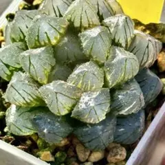 う*に様 OMオブツーサ錦　親株　超美株　ハオルチア　観葉植物　21