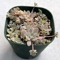 2025年最新】子持ち蓮華錦 鏡花の人気アイテム - メルカリ