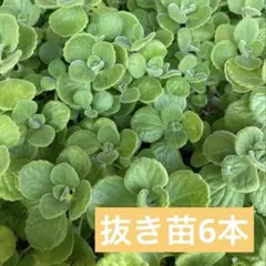 11/28(金)発送　アロマティカス　抜き苗 6本　多肉植物　ハーブ①