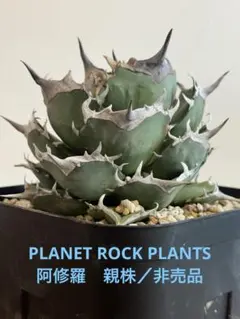 阿修羅　子株【2】/PLANET ROCK PLANTSのサムネイル