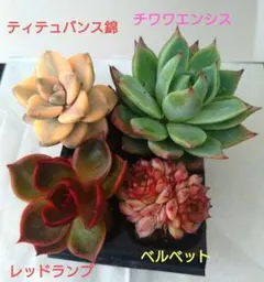 りん　⚠プロフ必読！⚠様 リクエスト 2点 まとめ商品