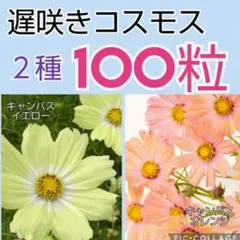 遅咲き【100粒】コスモス２種各50粒◇キャンパスオレンジ＆イエローのサムネイル