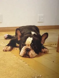 【専用】豆猫アーティスト　PECO-LIN様『確認用』