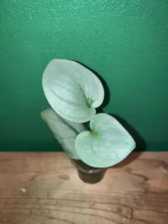 ✴︎美株✴︎ Scindapsus pictus 'Almost Silver'のサムネイル