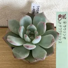 Paris様 リクエスト 3点 まとめ商品