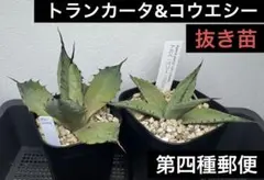 送料込み！アガベ アメリカーナ エクスパンサ パリーダ 子株
