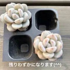 nori様 リクエスト 3点 まとめ商品