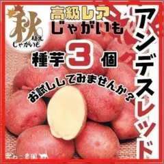 レア】ドラゴンレッド 種芋3個！鮮やか赤皮、中まで赤い❣ホクホク