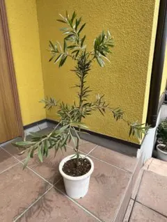 オリーブの木 エルグレコ ブラックテラコッタ鉢植え 苗 スタイリッシュ