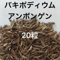 2026年最新】アンボンゲンセの人気アイテム - メルカリ