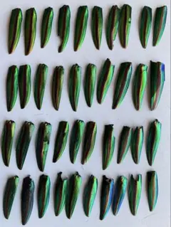 ヤマトタマムシの羽　40枚　小さめ　縁起物　ハンドメイド