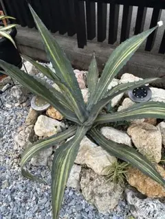 2025年最新】縞斑 アガベの人気アイテム - メルカリ