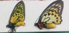 ユーフォリオン ミドリメガネトリバネアゲハ♂金紋発達型♀白化型 異常型ペア標本 ユーフォリオン ミドリメガネトリバネアゲハ♂金紋発達型♀白化型 異常