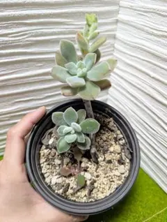 mi様 リクエスト 3点 まとめ商品