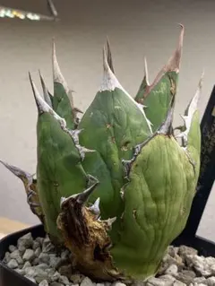 化物級！アガベチタノタCOK（極上株）超S級狂棘super追星高級品種激