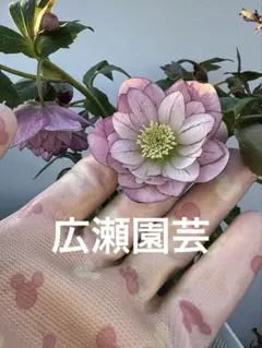 2026年最新】広瀬園芸 クリスマスローズの人気アイテム - メルカリ