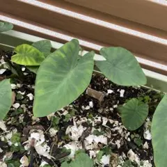 あんみ様専用ページ 無農薬栽培　八つ頭抜き苗　(里芋)6本
