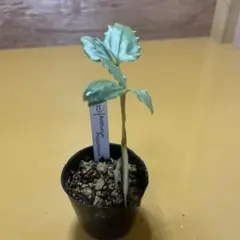 Anthurium Polyschistum 観葉植物のサムネイル
