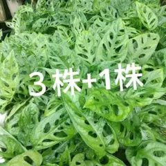 サク様 リクエスト 2点 まとめ商品