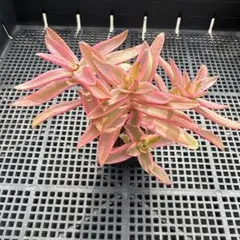 富岡義勇☆彡⚠️プロフィール必読⚠️様 リクエスト 2点 まとめ商品