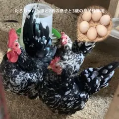 たろちゃんと嫁と7歳の息子と3歳の息子様専用　碁石チャボの卵　6個