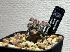 ボスウェリアナナ 実生のサムネイル