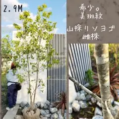 2026年最新】株立ち ソヨゴの人気アイテム - メルカリ
