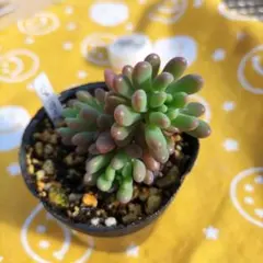 多肉植物スプリングワンダー×乙女心抜き苗❁⃘*.゜❁⃘*.゜カット跡あります