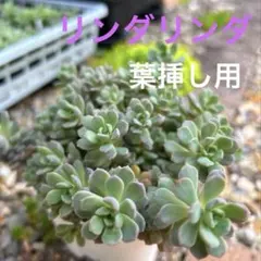 ぼのぼのさん苗3点セット※札なし※ ポットごとメルカリ便※バラ売り不可※ ①ぼのぼのさん苗3点セット※札なし※ ポットごとメルカリ便※