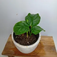 b352ちく様専用です。速達発送★カラテア　オルビフォリア　抜き苗