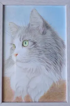 ラグドール 手描きイラスト 猫 色鉛筆画 絵画 ねこ ネコ ペット 生き物
