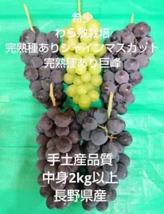 希少わら敷栽培　種あり完熟巨峰 手土産品質 中身4Kg以上　長野県産 希少わら敷栽培種あり完熟巨峰 手土産品質 長野県産中身2kg以上 - メルカリ