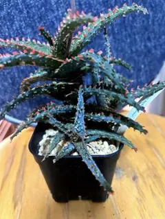 2025年最新】植物 アロエの人気アイテム - メルカリ