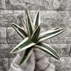 2025年最新】アガベ 氷山の人気アイテム - メルカリ