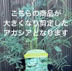 四季咲き ミモザ アカシア／デアネイ 苗木 常緑樹 花木 庭木 シンボルツリー