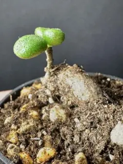 ち*ぃ様 1174Tylecodon similisチレコドン シミリスコーデッのサムネイル